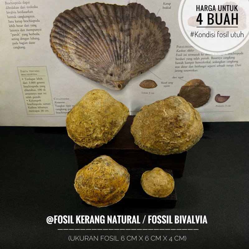 Fosil Kerang Purba Natural B5 atau Fossil Brachiopoda atau Fosil Kerang Bivalvia atau Fosil Kijing a