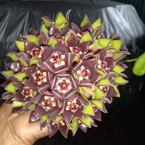 Tanaman Hoya Eriostemma Papua Wangi