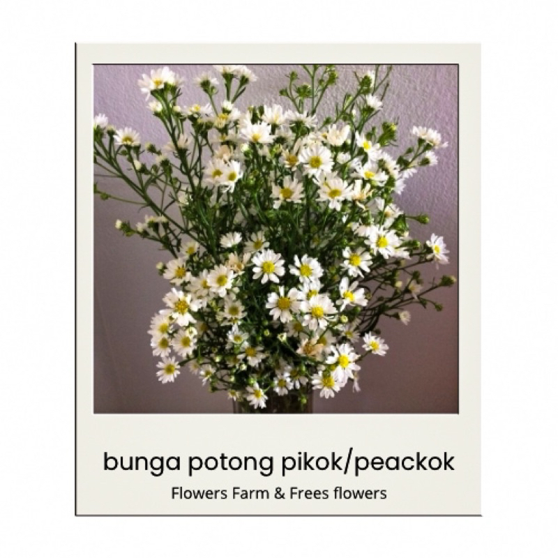 Bunga Potong Pikok/Peackok