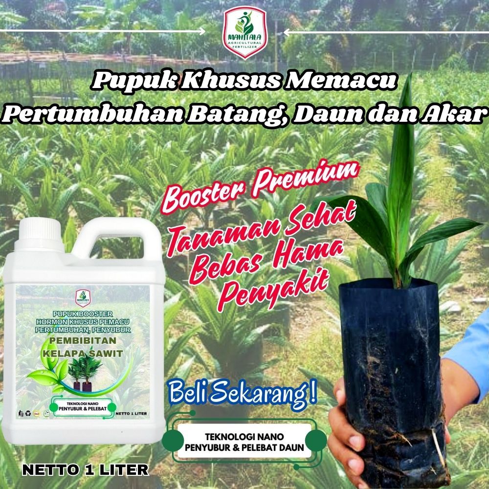 Pupuk Penyubur Daun Dan Batang Bibit Sawit Pupuk Untuk Kecambah Sawit Pupuk Daun Bibit Sawit Terbaik
