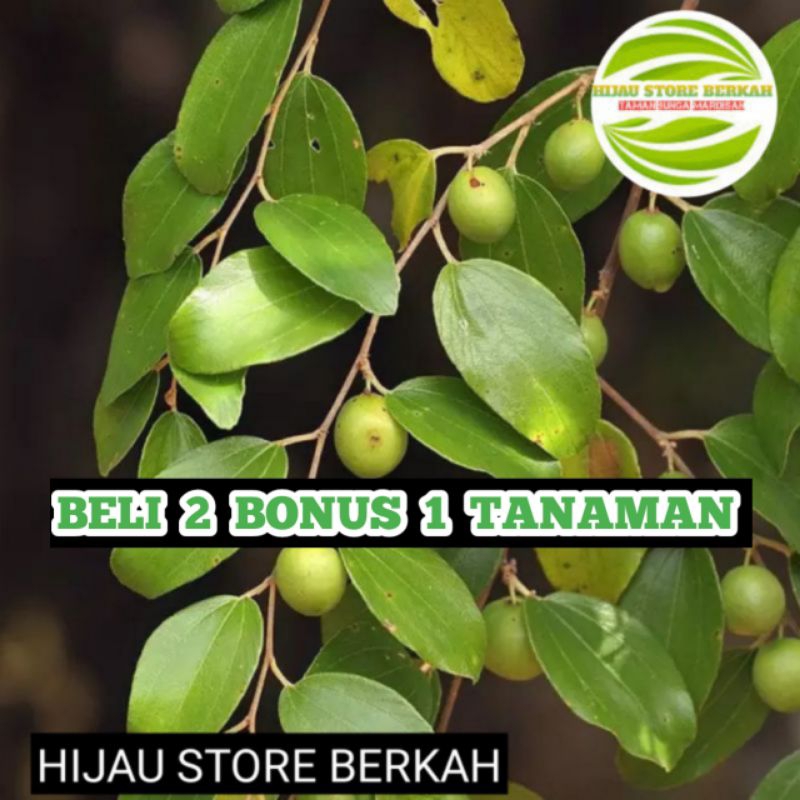 Bibit pohon bidara