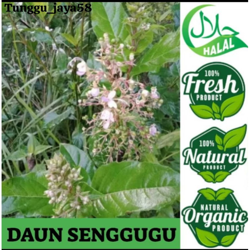 

DAUN SENGGUGU (srigunggu) daun herbal gurah