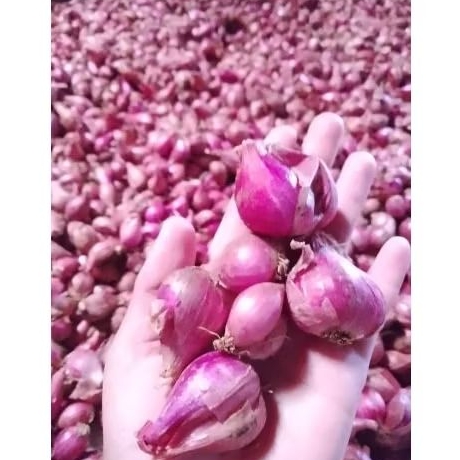 

bawang merah besar lokal