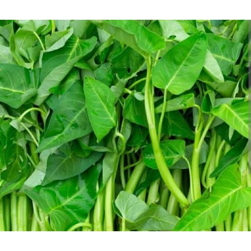 

kangkung