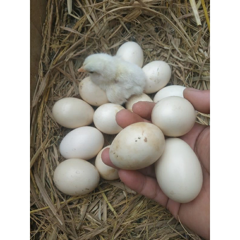 

Telur busuk | Telur calang | Telur ayam kampung busuk