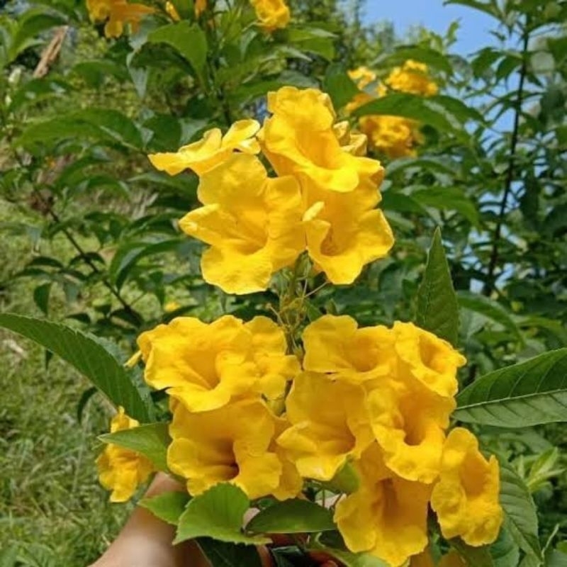 Tanaman Bunga Tekomaria Kuning - Tecomaria - Bunga Terompet Kuning - Tecoma Stan