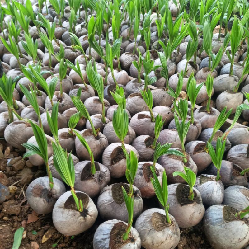 

Kelapa Genjah Mentok