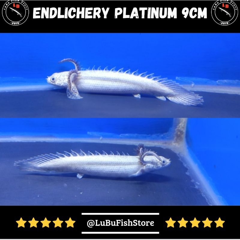 Aksesoris Aquarium Palmas Endlicheri Platinum Endlichery Platinum