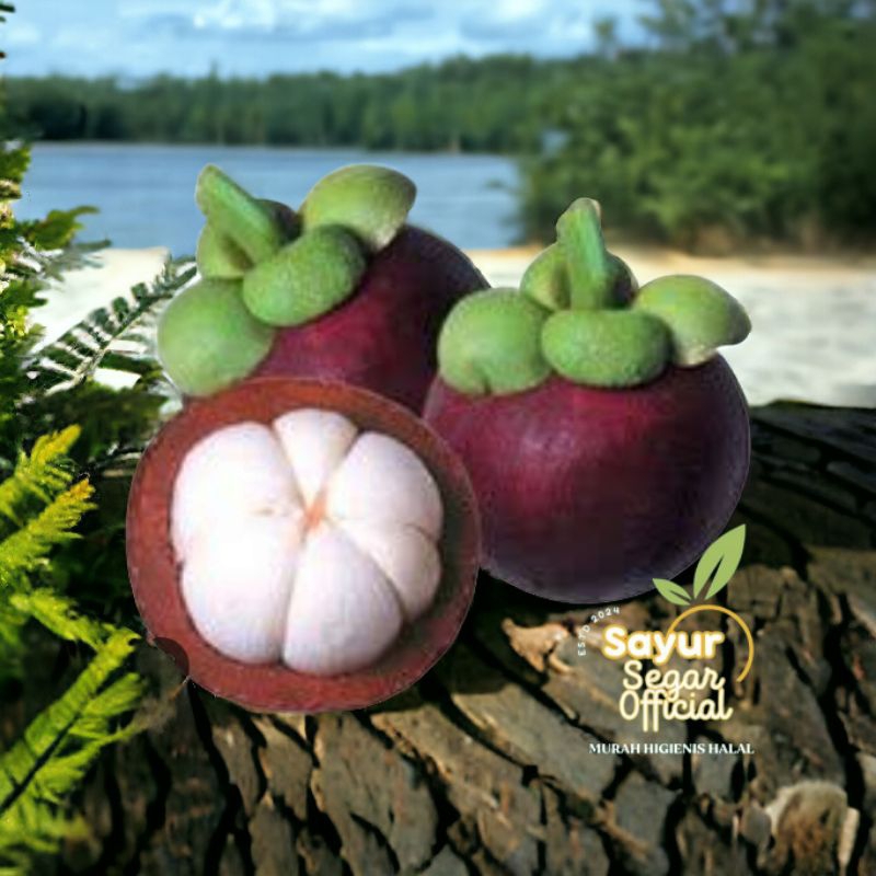 

Buah Manggis Segar 1kg
