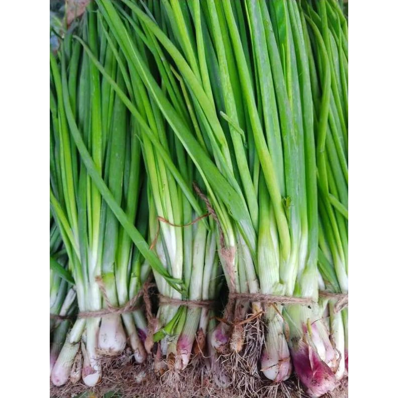 

Paket hemat Daun Bawang