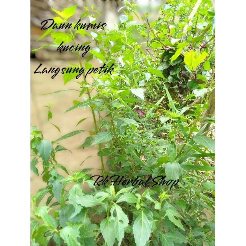 

Rk Herbal Shop Dam Kumis Kucing Langsung Petik paket hemat 150 gram