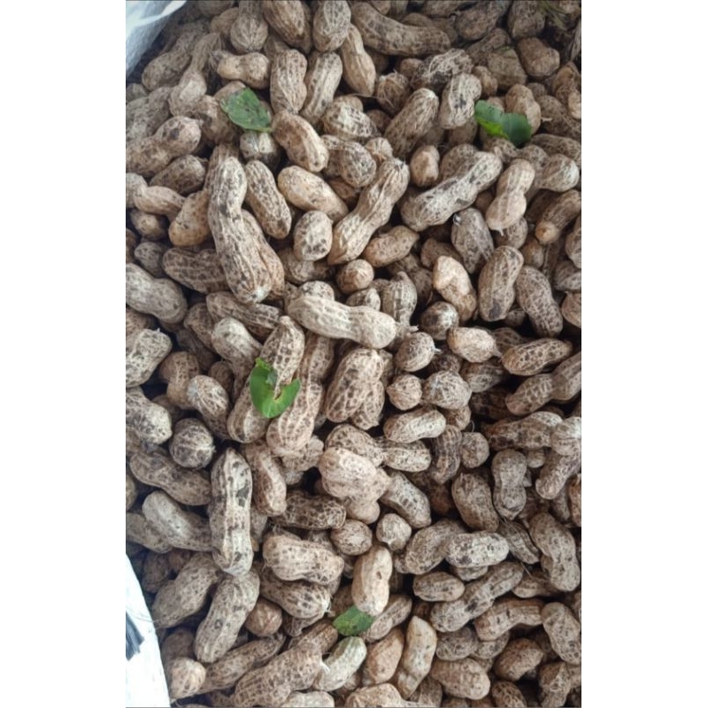 

Kacang kulit / kacang tanah mentah fresh 1kg