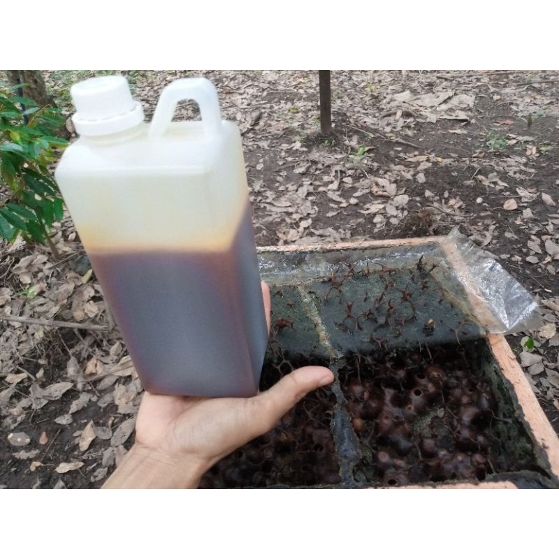 

Madu Kelulut Pahit Stok Limited Langka Klanceng Trigona Itama Hutan Liar Kalimantan 1kg
