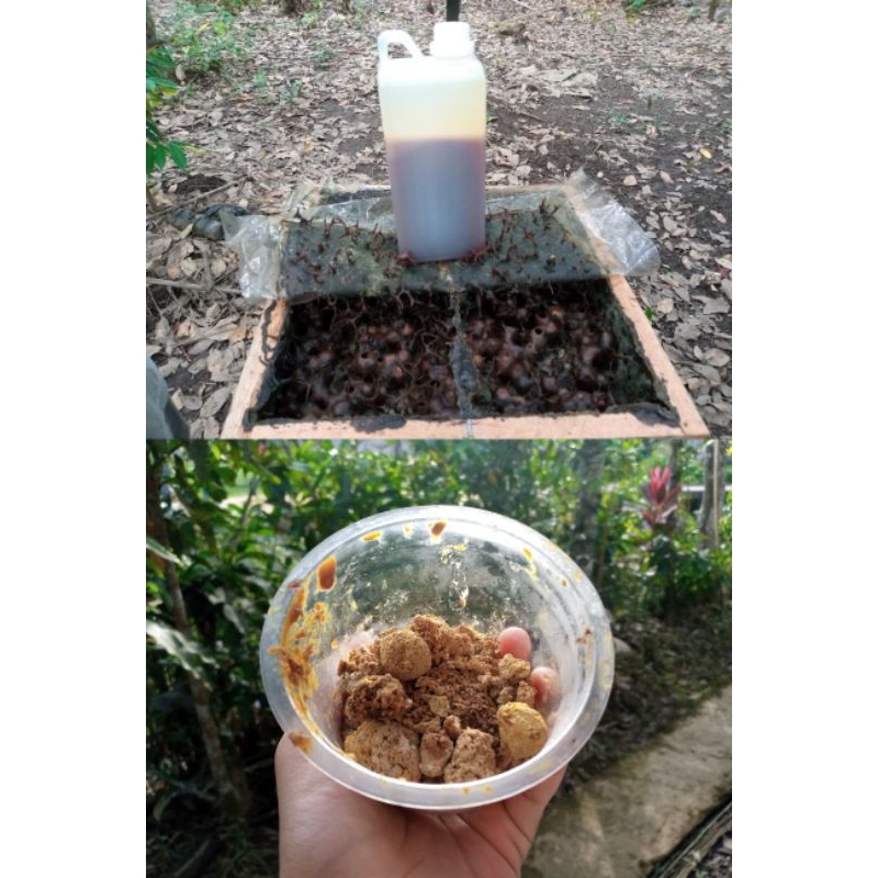 

Madu Kelulut Beepollen Royal Jelly Langka Hutan Liar Kalimantan Klanceng Trigona Itama 1kg