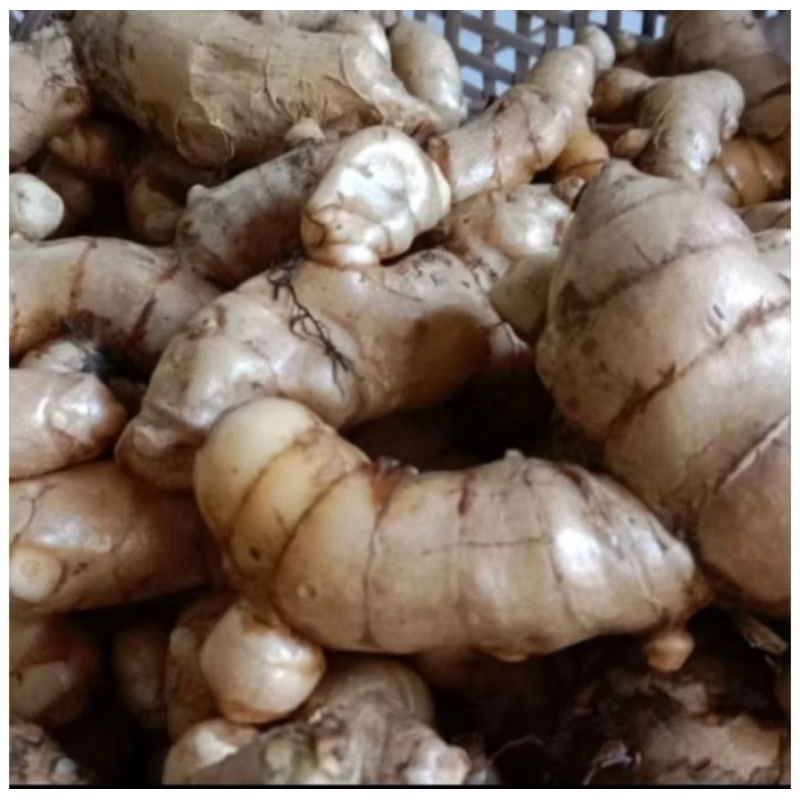 

Kunyit Putih Segar Alami. Meningkatkan kKkebalan Tubuh Dengan hasil yang Maksimal 1 kg