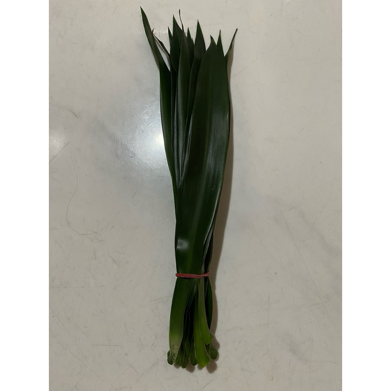 

Daun Suji Segar Langsung dari Kebun. Pewarna dan Pengharum Makanan Alami Harga PER LEMBAR