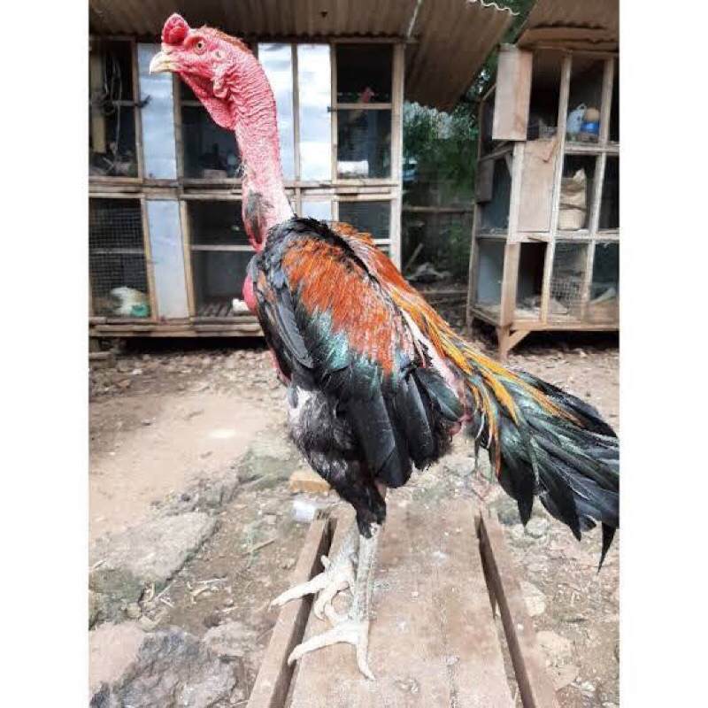 

2 telur ayam fertill jenis saigon asli bisa di tetaskan