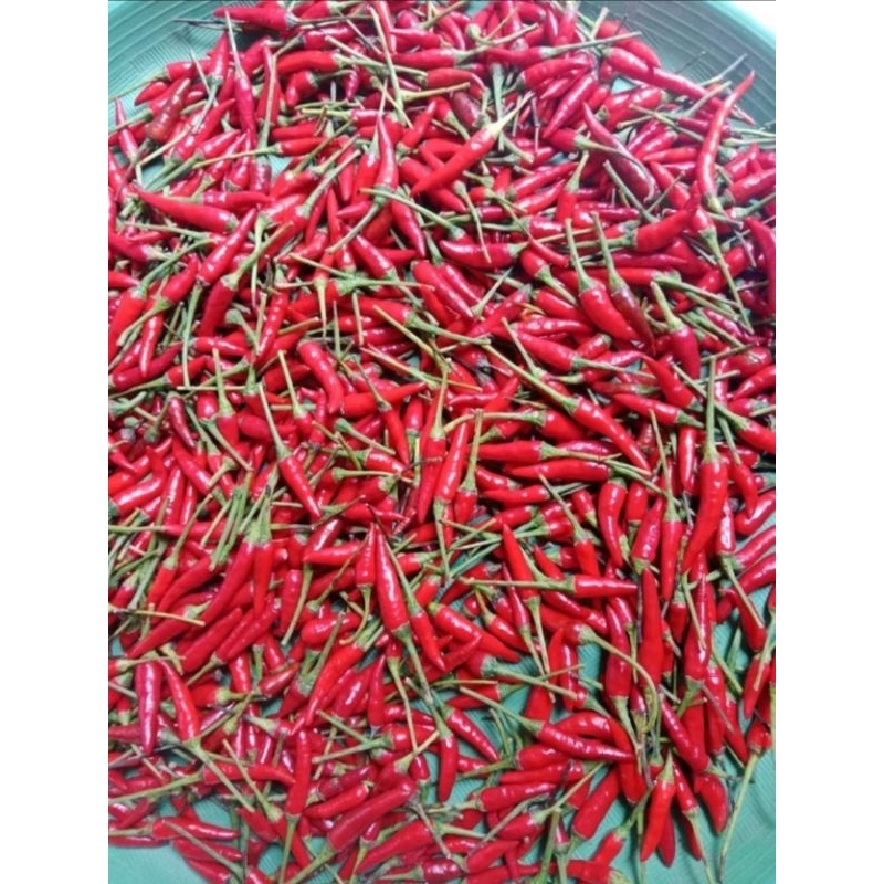 

Cabe rawit merah CAPLAK/CENGEK 1 Kg kualitas bagus ( bersedia antre)