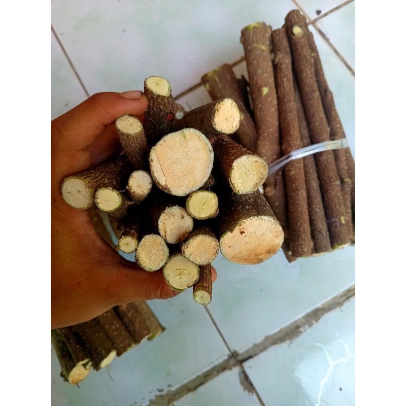 pohon anting putri