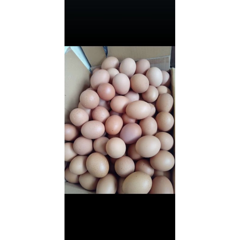 

telor ayam kampung