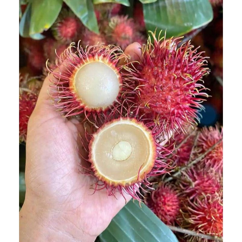 

Rambutan Ace Fresh 1KG