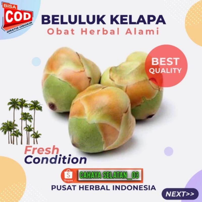 

Tembuluk/Beluluk Kelapa Ukuran Sedang Frash Produk Pilihan Cocok Untuk Diabetes Kencing Manis DDL