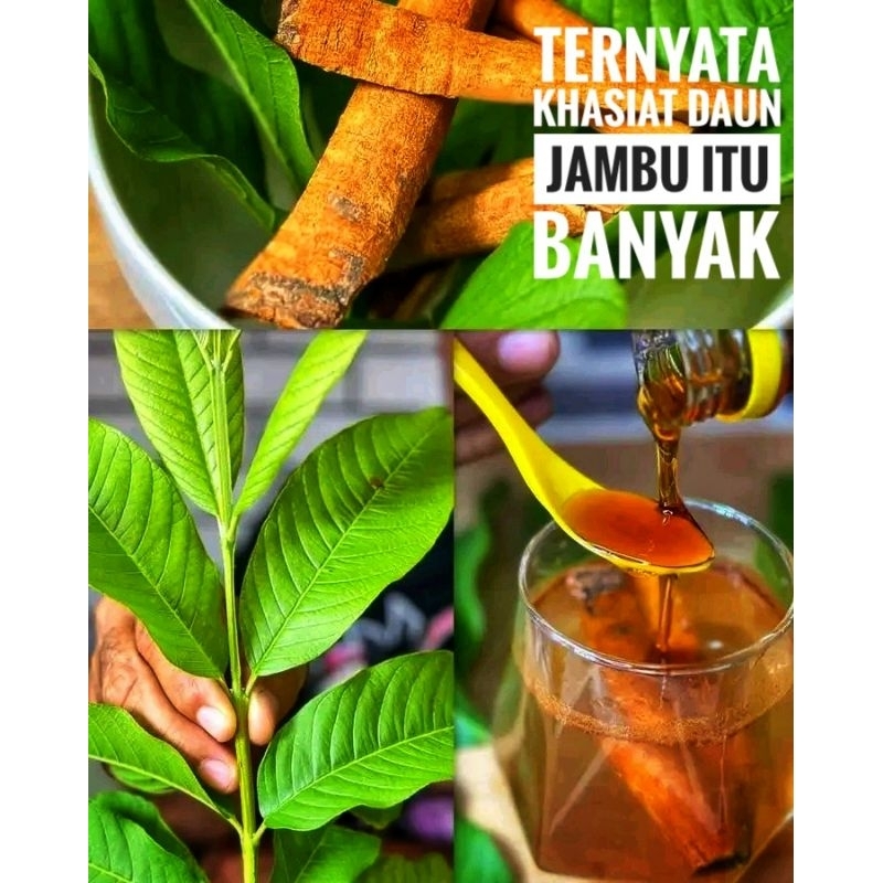 

Daun Jambu Biji Obat Herbal