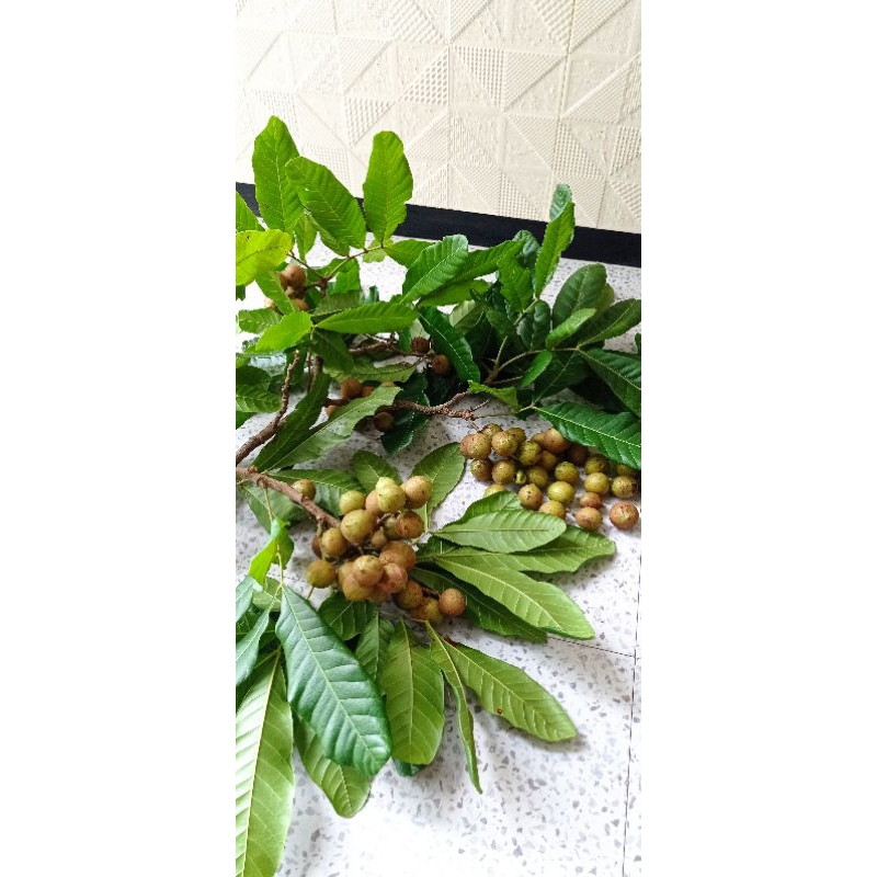 

Buah Kosambih Madura Harga Untuk 1/4kg