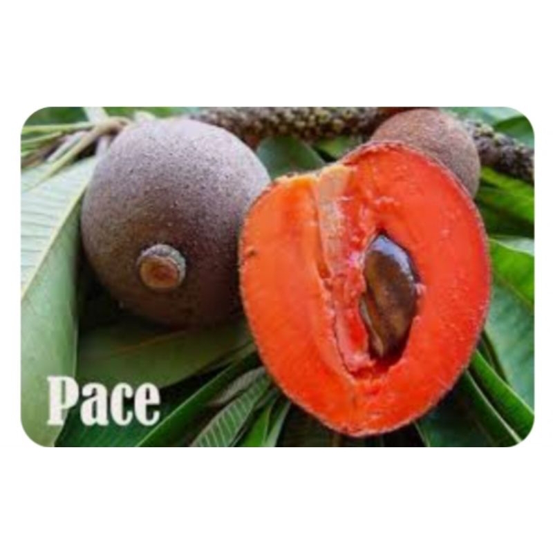 Mamey Sapote Pace ( potong cangkok )
