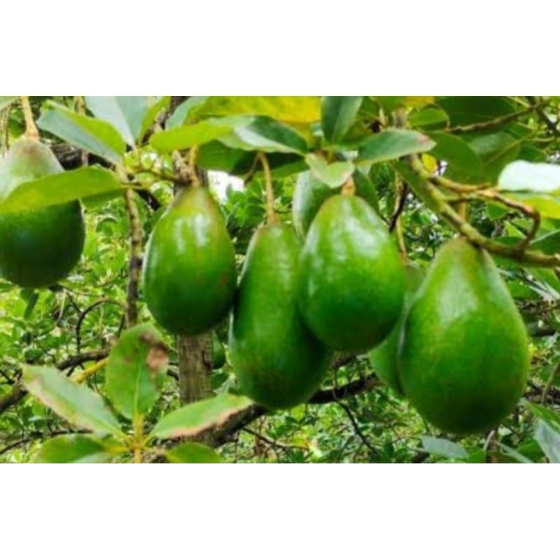 

apukat mentega 500gr