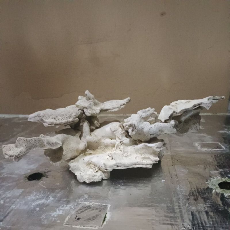 Scaping Deadrock hiasan aquarium