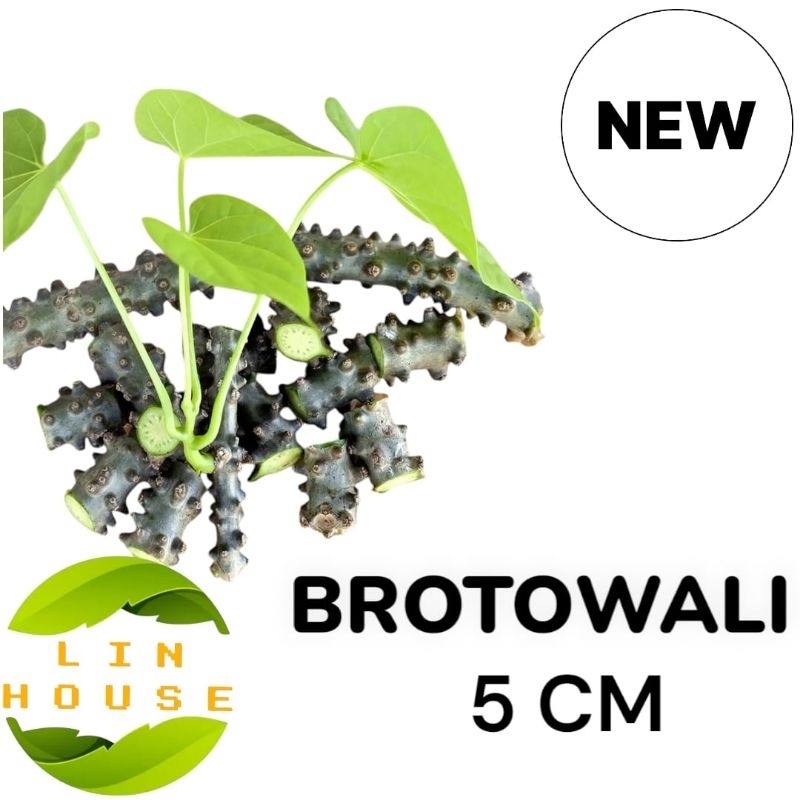 Sapih Asi Brotowali/Batrawali Segar Produk Terbaik
