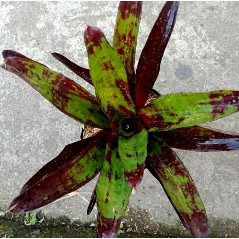 BROMOLIA RED AZTEC MERAH