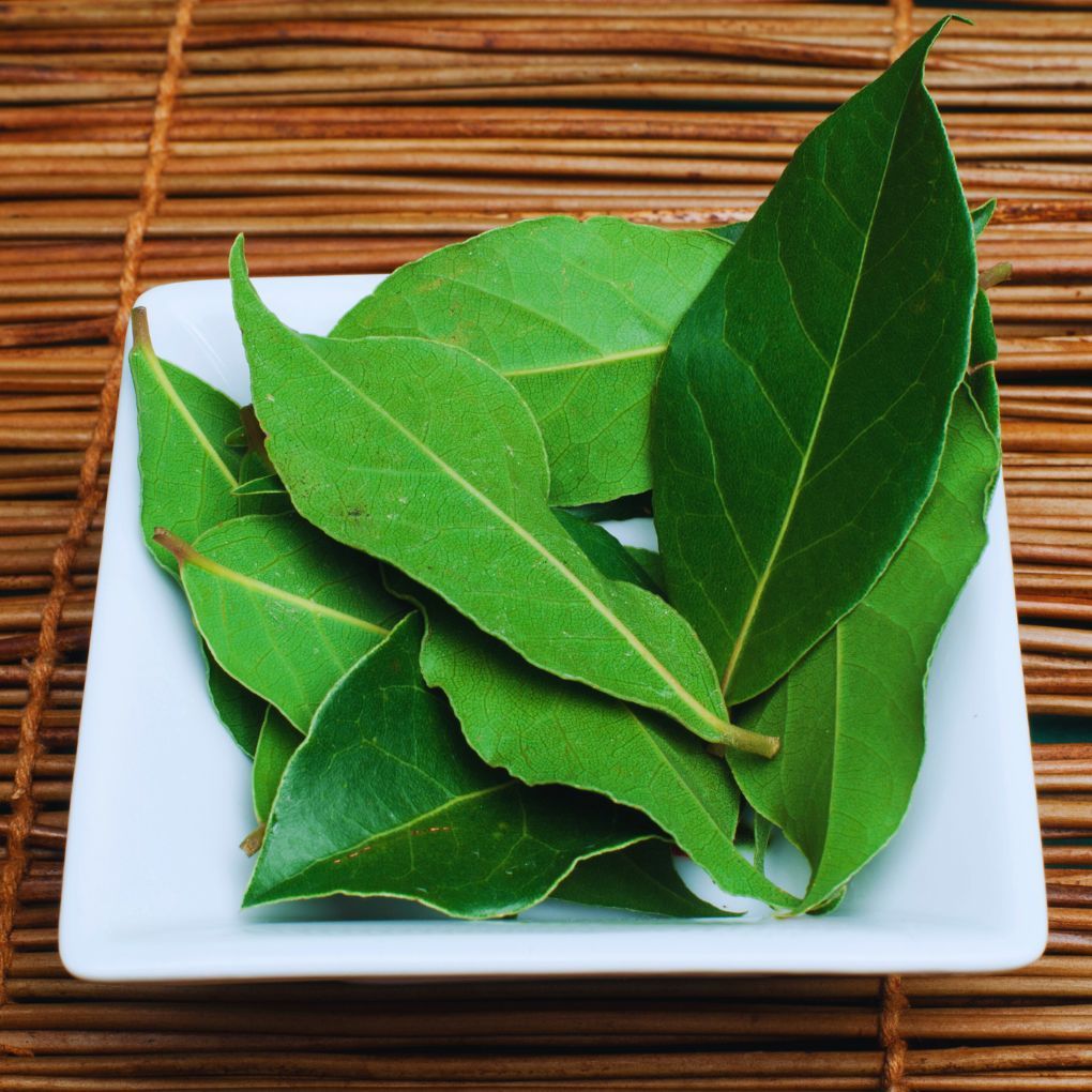 

Daun Salam Segar - Daun Salam Fresh