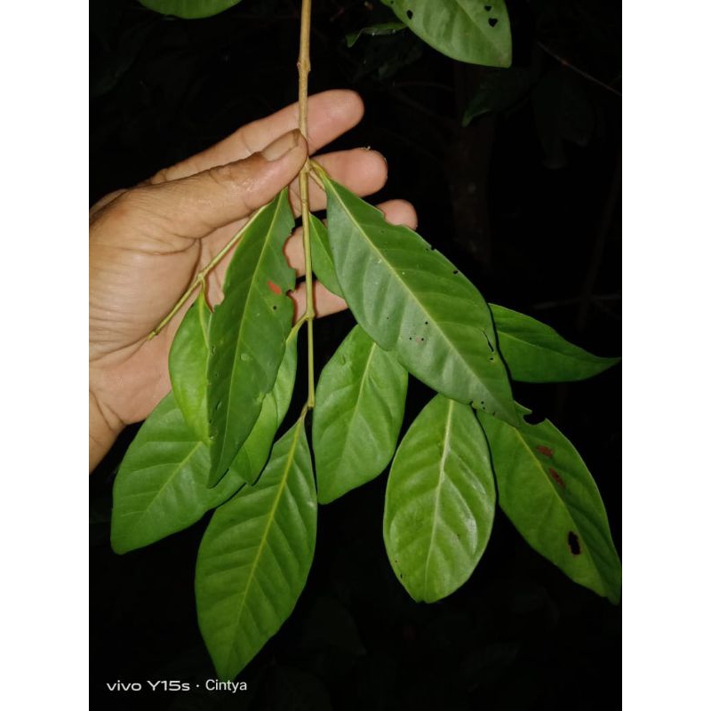 

daun salam isi 20 lembar