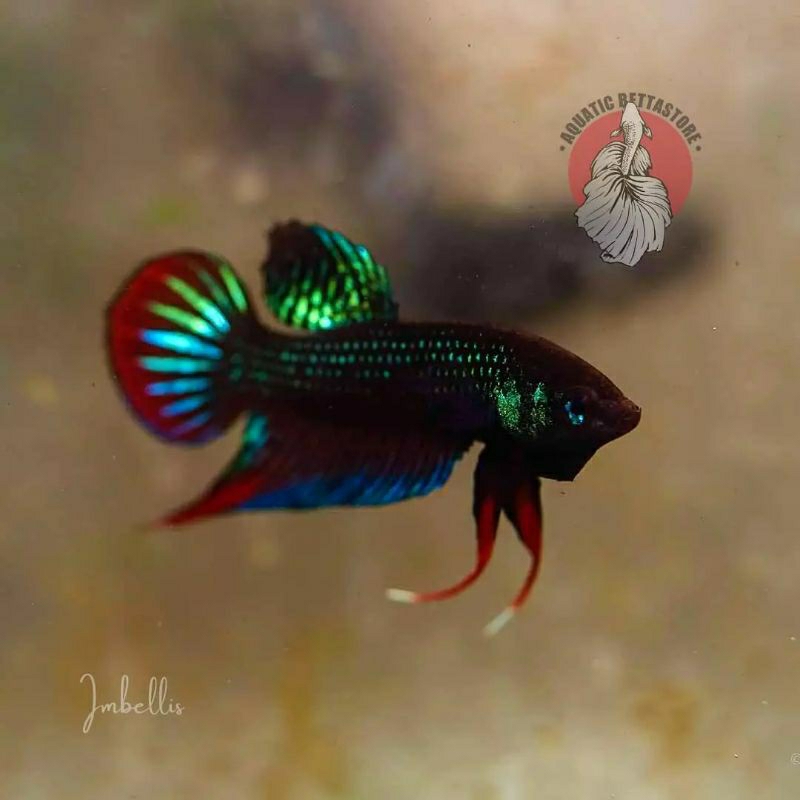 wild betta imbellis green