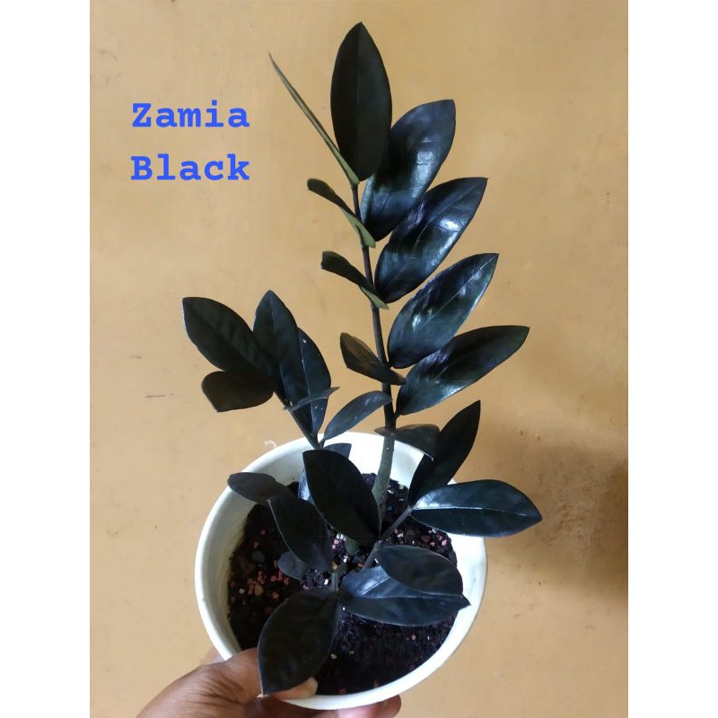 Zamia Black
