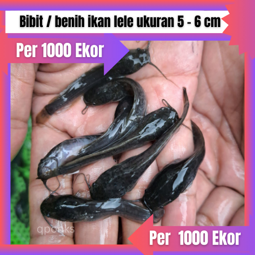 Bibit / benih ikan lele ukuran 5 - 6 cm per 1000 ekor