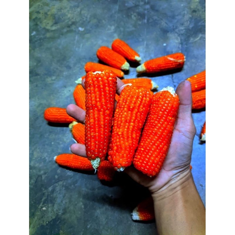 Jagung Kering untuk Camilan dan Gigitan Hamster