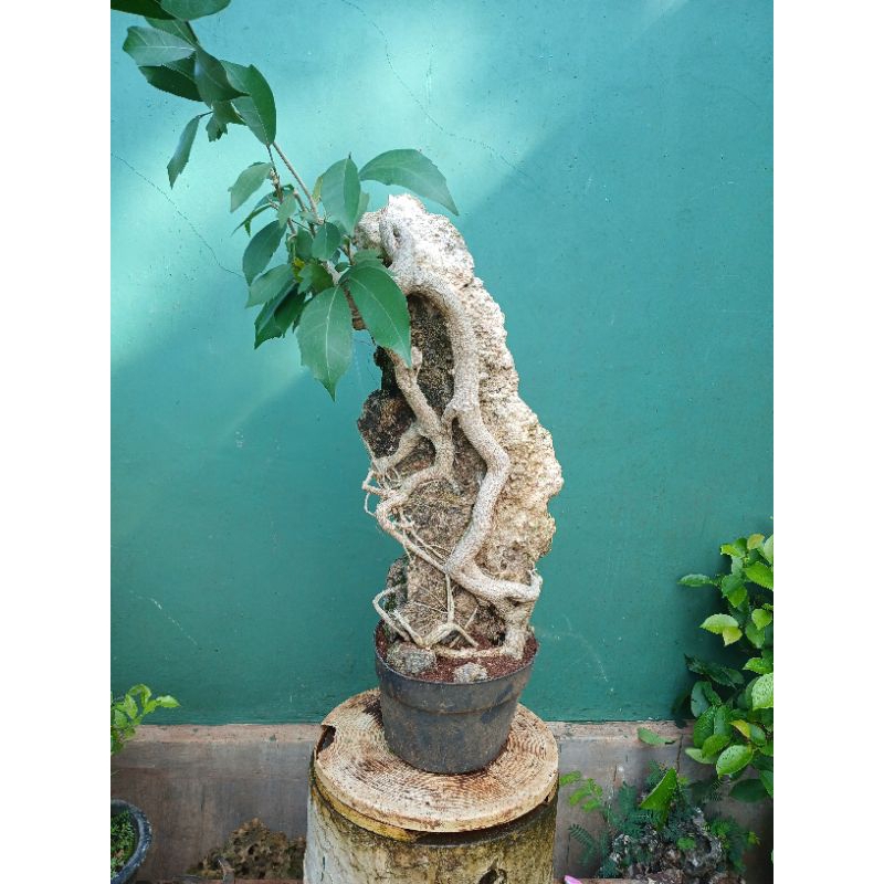 Bonsai ampelas on the rock