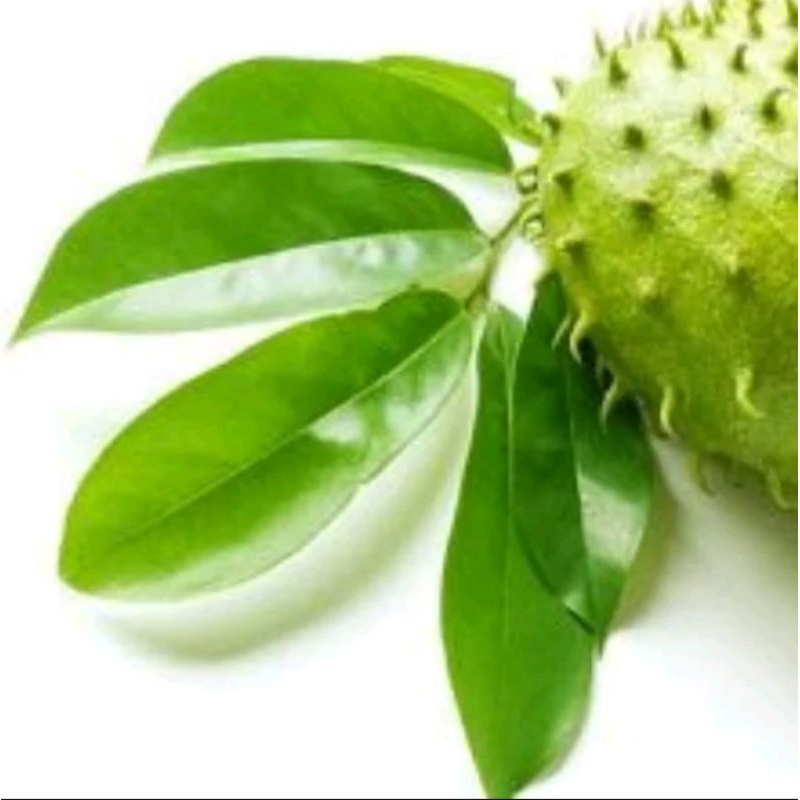 

Daun sirsak baru di petik 1kg