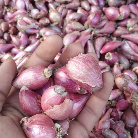 

Bawang merah murah 1kg bawang merah untuk masak