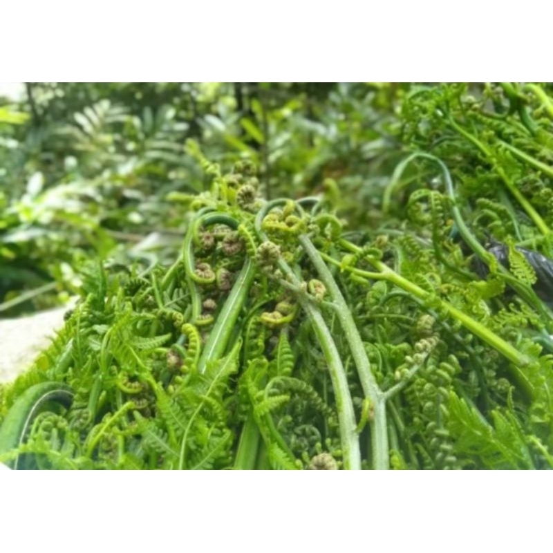 

pakis sayur segar 500 gram