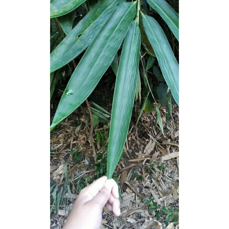 

daun bambu bungkus bakcang,kupat 100 lembar