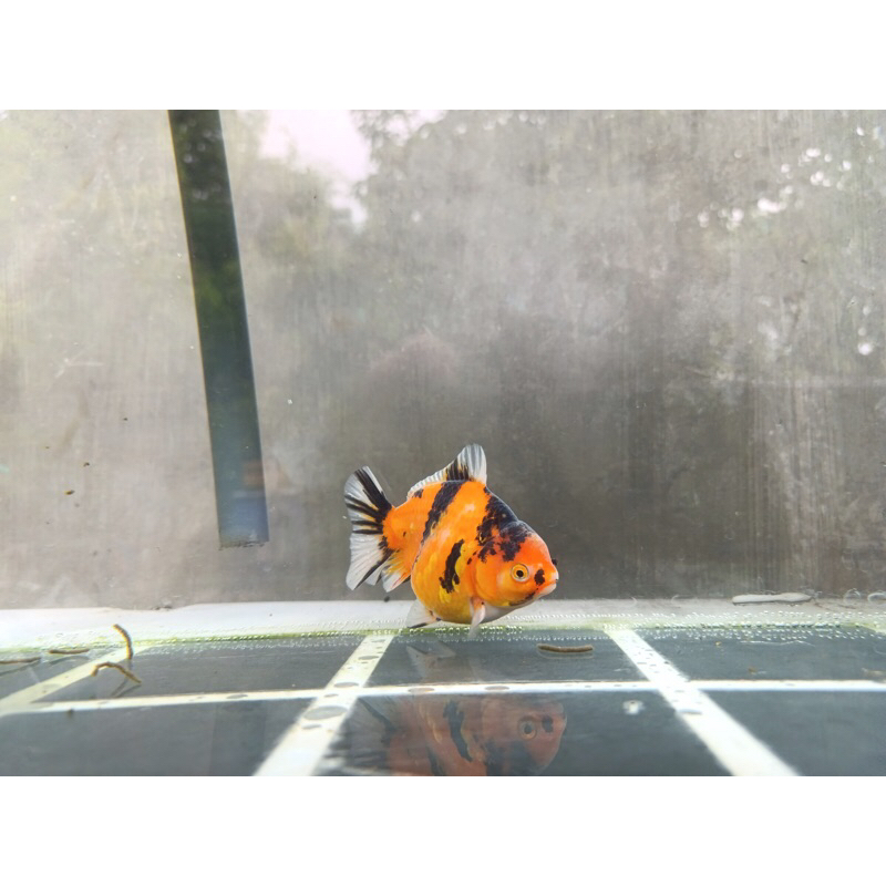 

GOLDF1SH!! BOX KARDUS ISI ORANDA SHORT TAIL TIGER