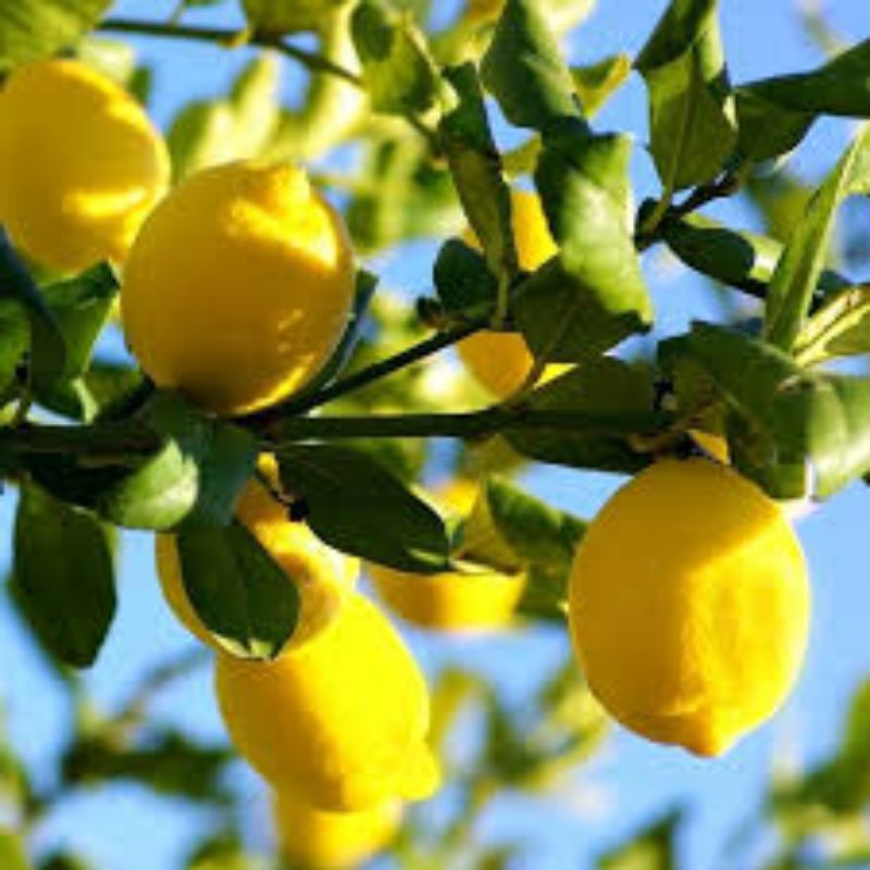

bibit jeruk lemon beli 3 free 1