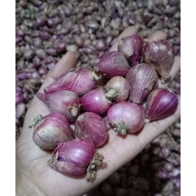 

Bawang Merah, Bumbu dapur Tanggung/Besar