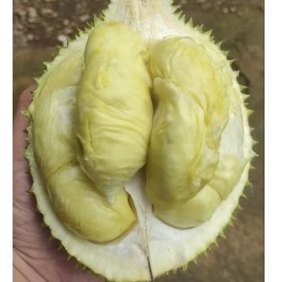 

Durian Utuh Lokal Pati Fresh Manis daging Tebal