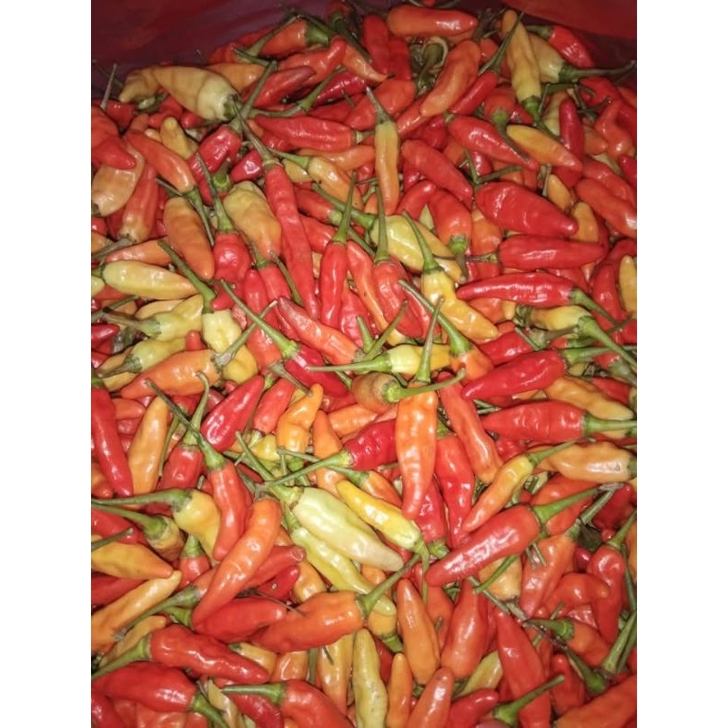 

cabe rawit merah prentul FRESH 1KG super pedas MURAH MERIAH