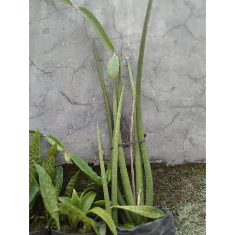 tanaman hias sansevieria cylindrica